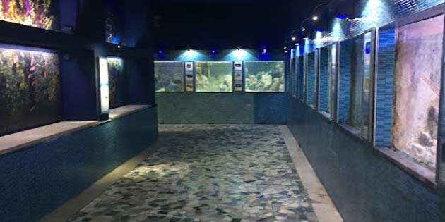 Aquarium of Messina