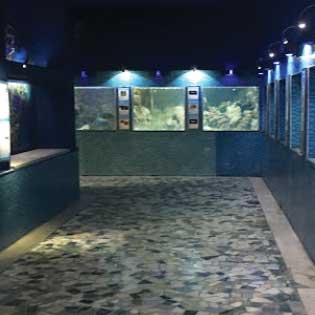 Aquarium of Messina