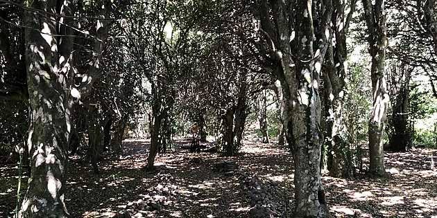 Giant Hollies of Madonie