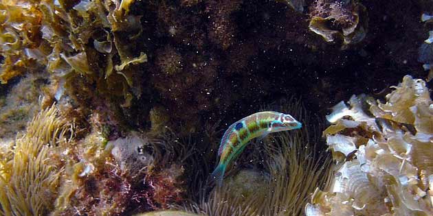 Protected marine area of Cyclops Islands