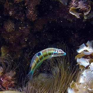 Protected marine area of Cyclops Islands