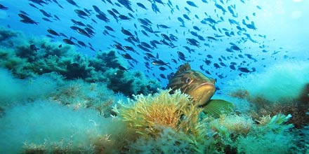 Marine Protected Area of ​​Ustica