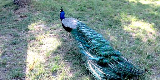 Bioparco di Sicilia a Carini