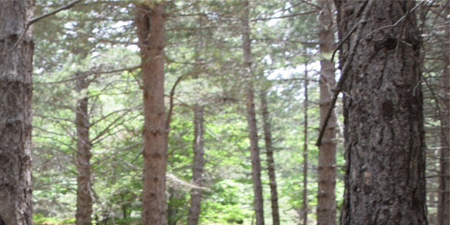 Bosco Monte Cavallo a Cianciana