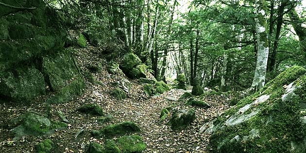 Tassita Wood in Nebrodi Park