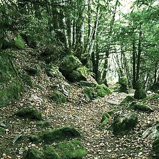 Bosco della Tassita del Parco dei Nebrodi