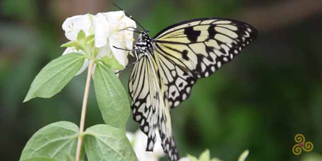 Butterfly house in Viagrande