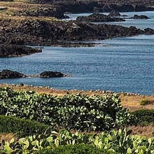 Corruggio in Ustica