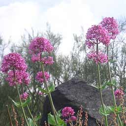 Nuova Gussonea Botanical Garden