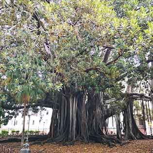 Garibaldi Garden in Palermo