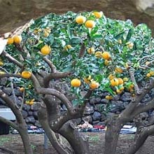 Giardino Pantesco di Donnafugata