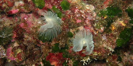 Diving in Cala Martingana and Cala Rotonda