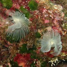 Diving in Cala Martingana and Cala Rotonda