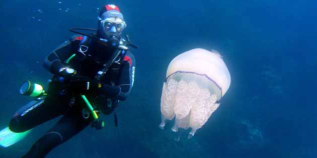 Locations for diving in Egadi Islands