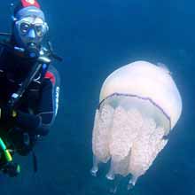 Locations for diving in Egadi Islands