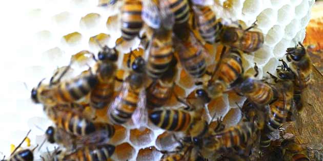 Museum of beekeeper in Zafferana