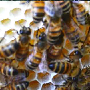 Museum of beekeeper in Zafferana