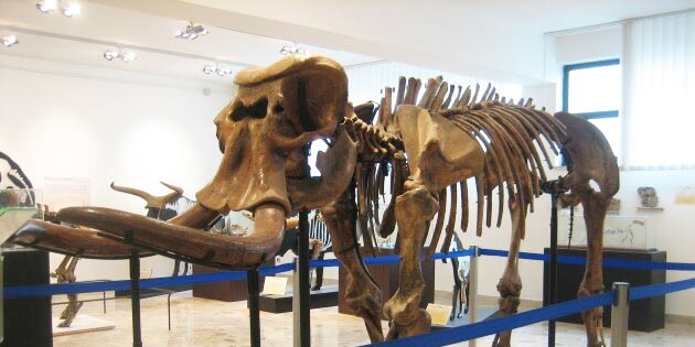 Museum of Geology in Palermo