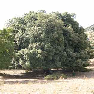 Piano Sempria delle Madonie