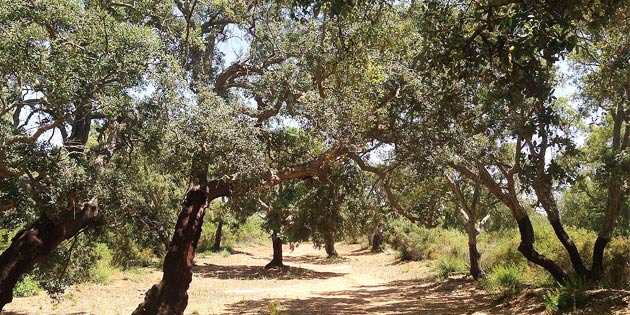 Riserva Bosco di San Pietro a Caltagirone