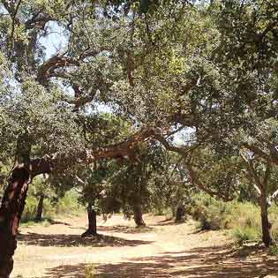 Riserva Bosco di San Pietro a Caltagirone