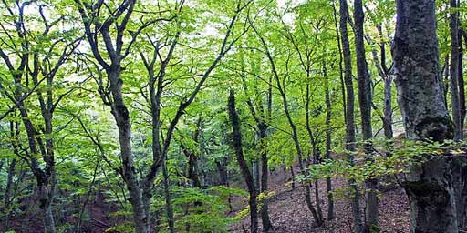 Malabotta Wood Nature Reserve