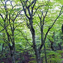 Riserva Bosco di Malabotta