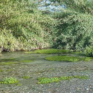 Riserva della Foce del Fiume Fiumefreddo