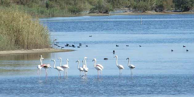 Saline di Priolo oriented nature reserve