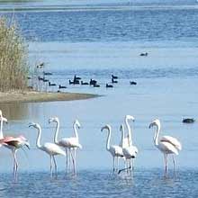 Saline di Priolo oriented nature reserve