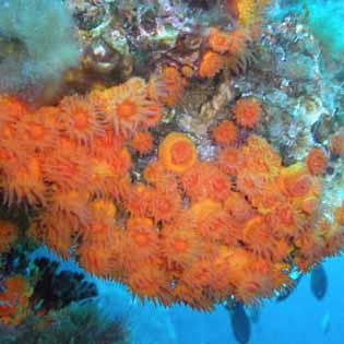 Secchitella a Linosa