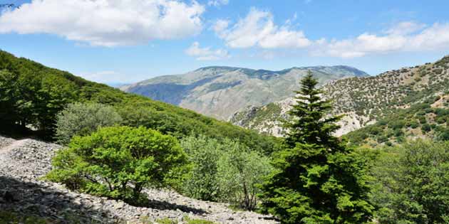 Sentiero degli Abies Nebrodensis