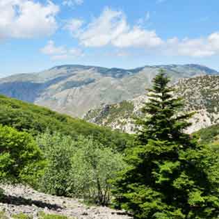 Sentiero degli Abies Nebrodensis