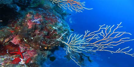 Diving Sites in Ustica