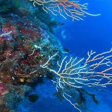 Diving Sites in Ustica
