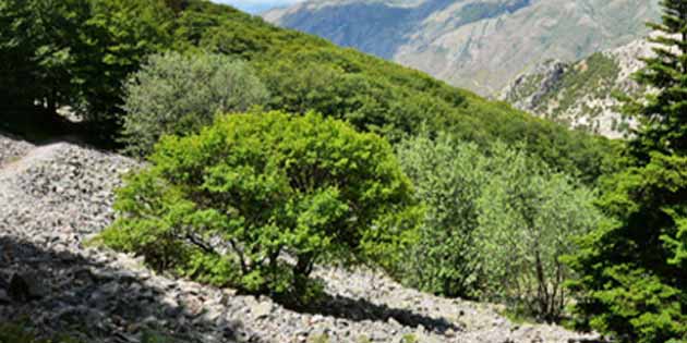 Vallone Madonna degli Angeli nel Parco delle Madonie