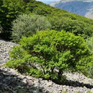 Vallone Madonna degli Angeli nel Parco delle Madonie