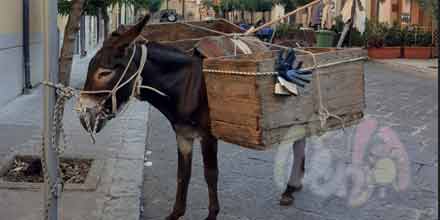 Donkeys in Castelbuono
