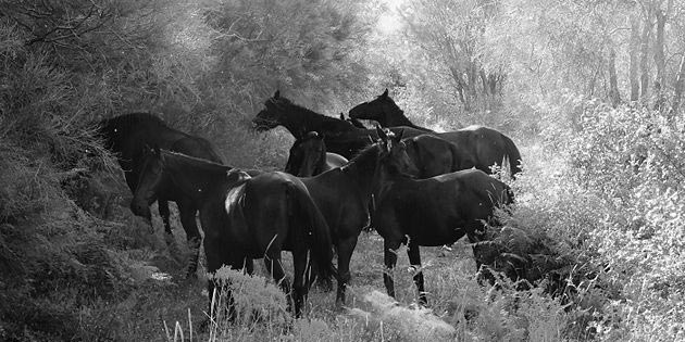 cavallo-sanfratellano