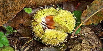 origine-del-nome-castanea-delle-furie