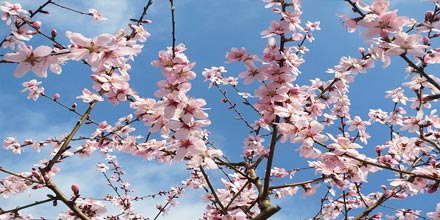 The origins of the almond blossom festival