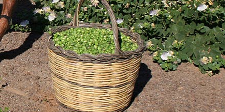 panaru-siciliano