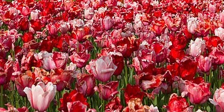 The tulips of the Blufi Sanctuary
