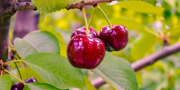 Cherry Festival in Sant'Alfio