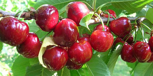 Cherry festival in Monterosso Almo