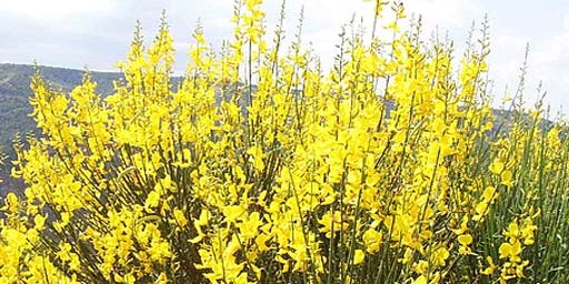 Sagra della Ginestra a Vulcano