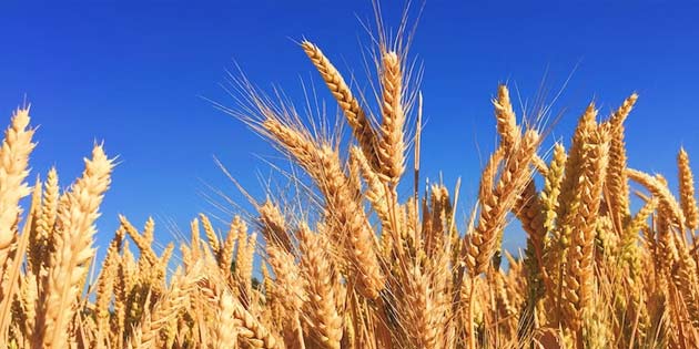 Wheat Festival in Chiaramonte Gulfi