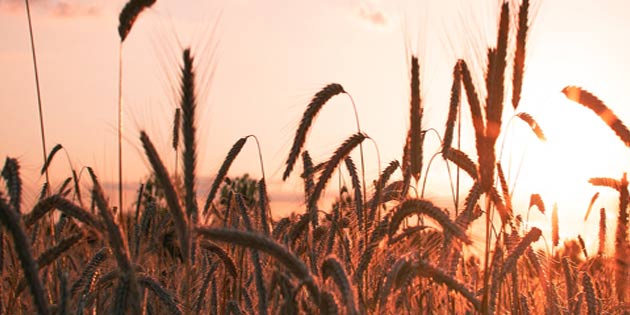 Wheat Festival in Polizzello - Mussomeli