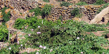 Pantelleria Capers