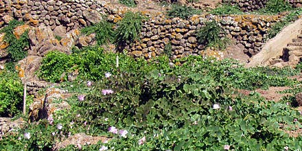 Capperi di Pantelleria